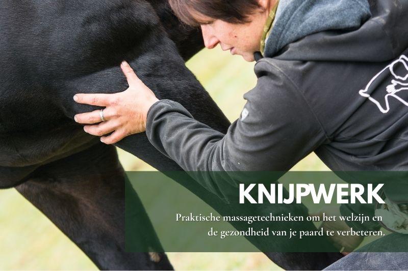 Paardeneigenaar oefent massage- en knijptechnieken op een paard onder begeleiding van Michelle Eugène tijdens de Knijpwerk-workshop.