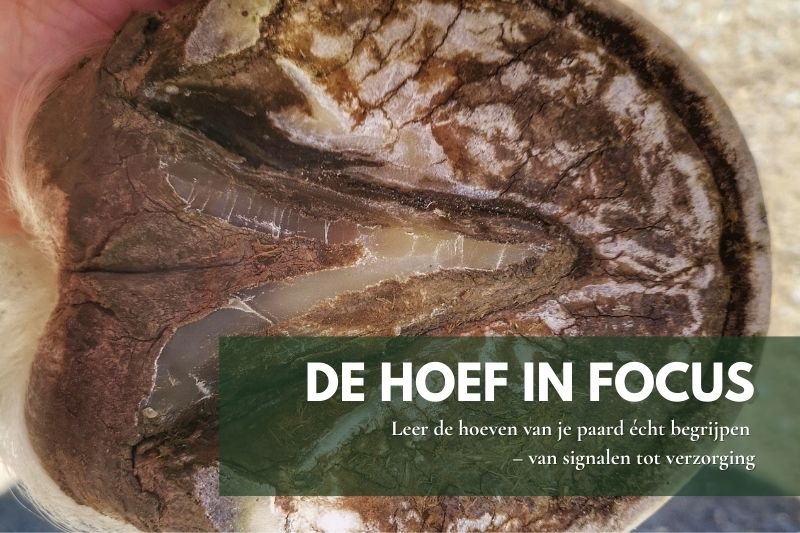 Paardeneigenaar onderzoekt de hoef van haar paard tijdens een live workshop met Sofie Eertmans, Hoofnerd Extraordinaire
