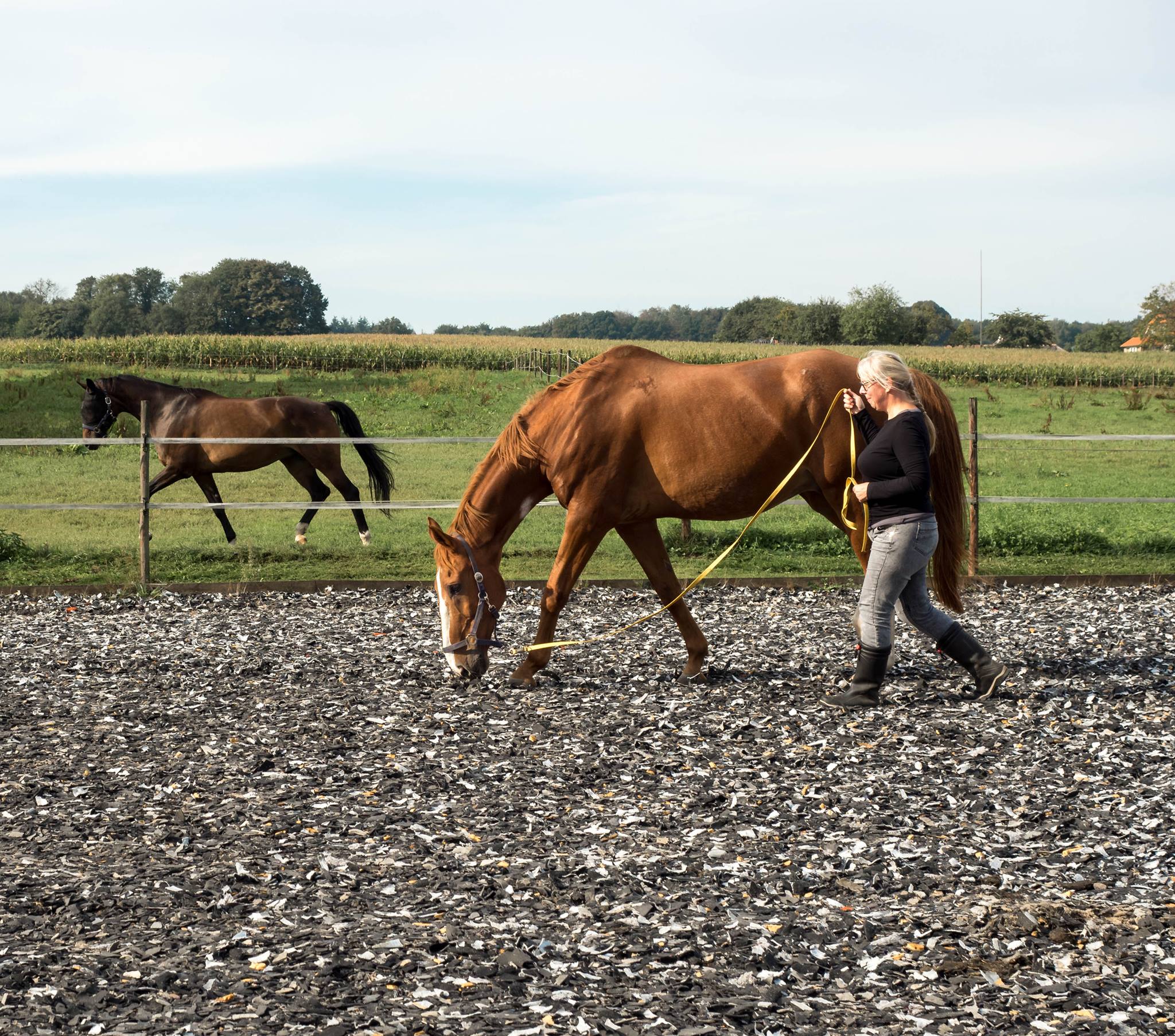 Portret van Rachaël Draaisma, Expert in Kalmerende Signalen en Speurwerk met Paarden