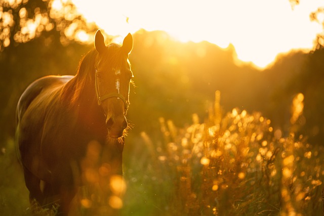 Paard in het weiland met natuurlijk zonlicht op de achtergrond – gezondheid en welzijn van paarden