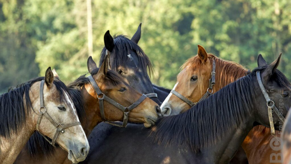 Close-up van een groep jonge paarden die elkaar kroelen en sociaal contact hebben – gedrag en interactie bij paarden