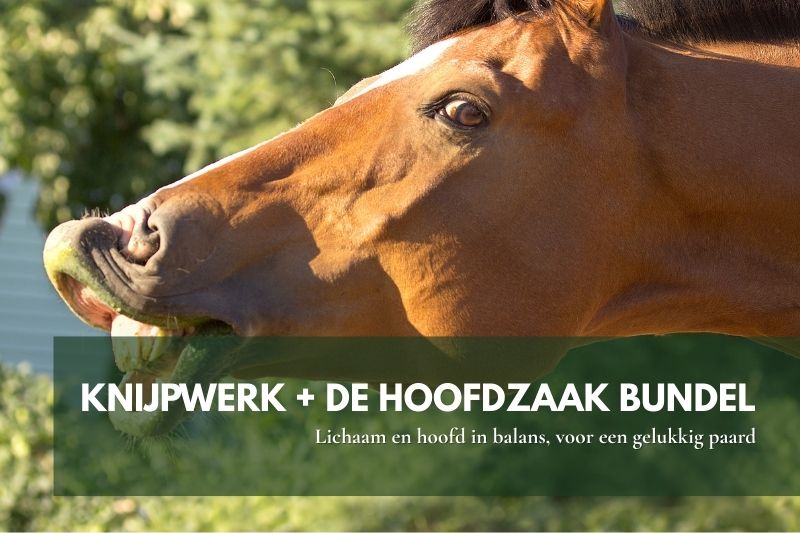 Paard ontspannen tijdens bundelworkshops Knijpwerk en Hoofdmassage.  