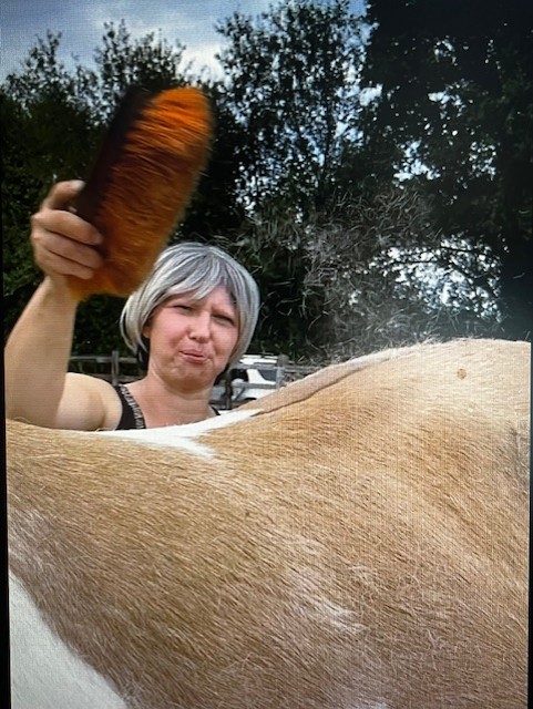 Paard in de ruiperiode wordt geborsteld; ondersteuning tijdens de rui voor een gezonde vacht en welzijn.